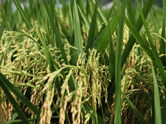 多养活8000万人口！袁隆平公布“海水稻”发展目标